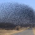 So many birds fly the around in Edo State [DailyJournal]