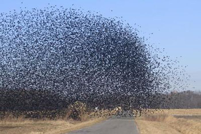 So many birds fly the around in Edo State [DailyJournal]