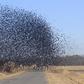 So many birds fly the around in Edo State [DailyJournal]