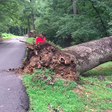 An aged tree fell on a commer [Mountvernon]