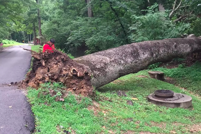An aged tree fell on a commer [Mountvernon]