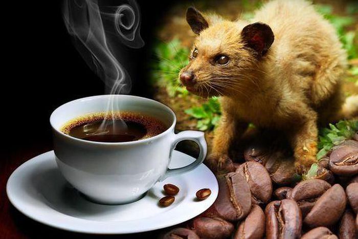 The most expensive coffee is made out of kopi luwak's poo [GayoWild]