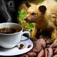 The most expensive coffee is made out of kopi luwak's poo [GayoWild]