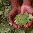 Moringa leaves(The Conversation)