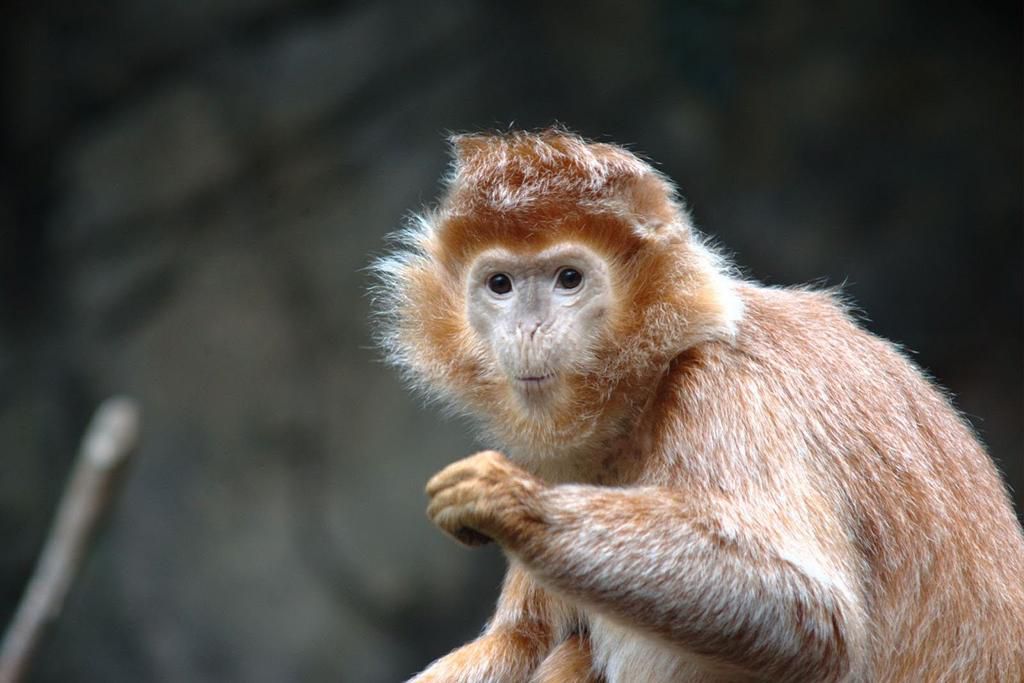 Monkey [Flickr/Joseph Bylund]