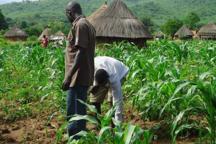 Nigerian maize farmers working on the farm [thisdaylive]