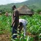 Nigerian maize farmers working on the farm [thisdaylive]