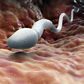 Sperms