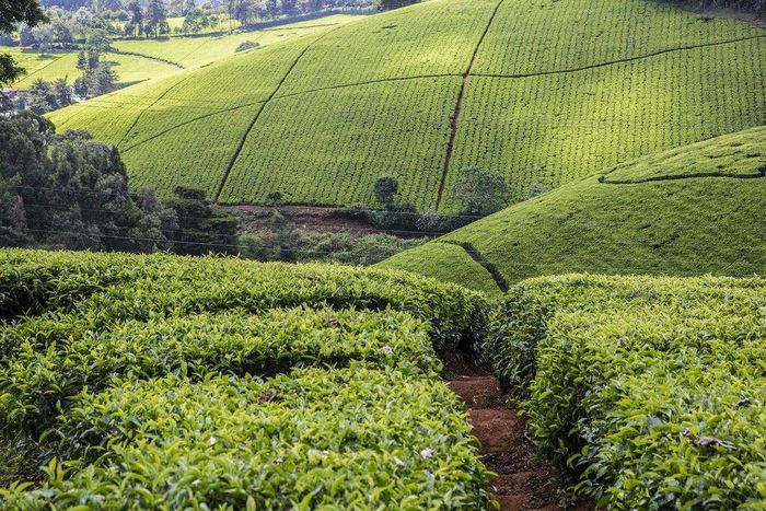 A tea farm in Kenya