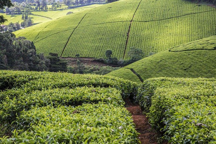 A tea farm in Kenya