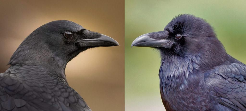 Crows and ravens are similar species [Allaboutbirds]
