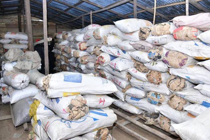 Seized cannabis sativa by the NDLEA operatives