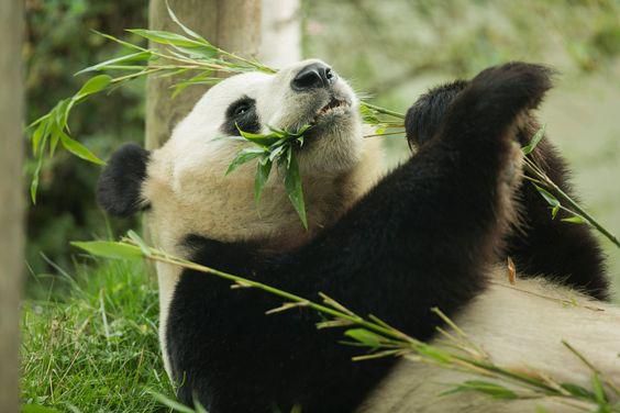 Pandas have a very weak digestive system [Pinterest]