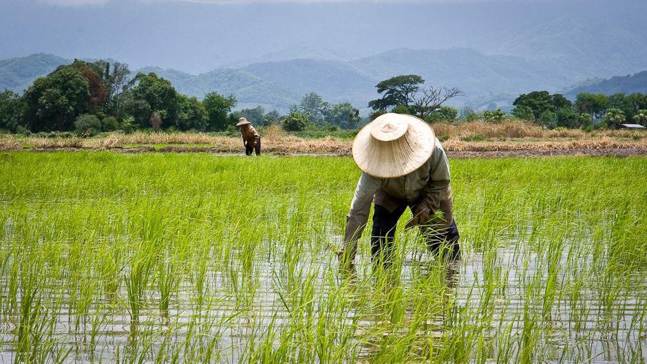 Rice-farmers (Credit: NDLink)