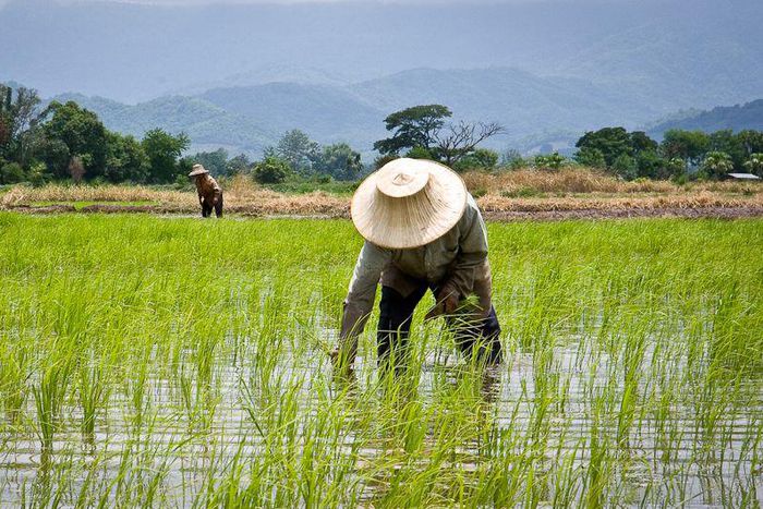Rice-farmers (Credit: NDLink)
