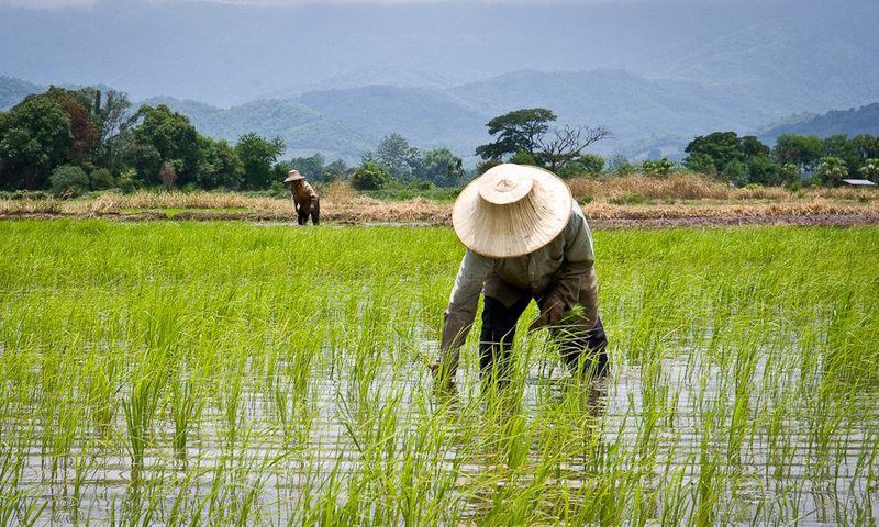 Rice-farmers (Credit: NDLink)