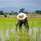 Rice-farmers (Credit: NDLink)