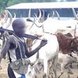 Armed herdsmen (RipplesNigeria)