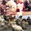 Kano residents lament high cost of chicken