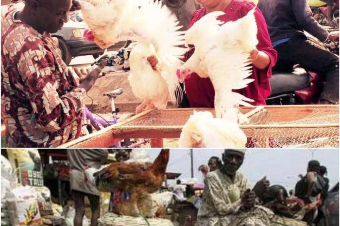 Kano residents lament high cost of chicken