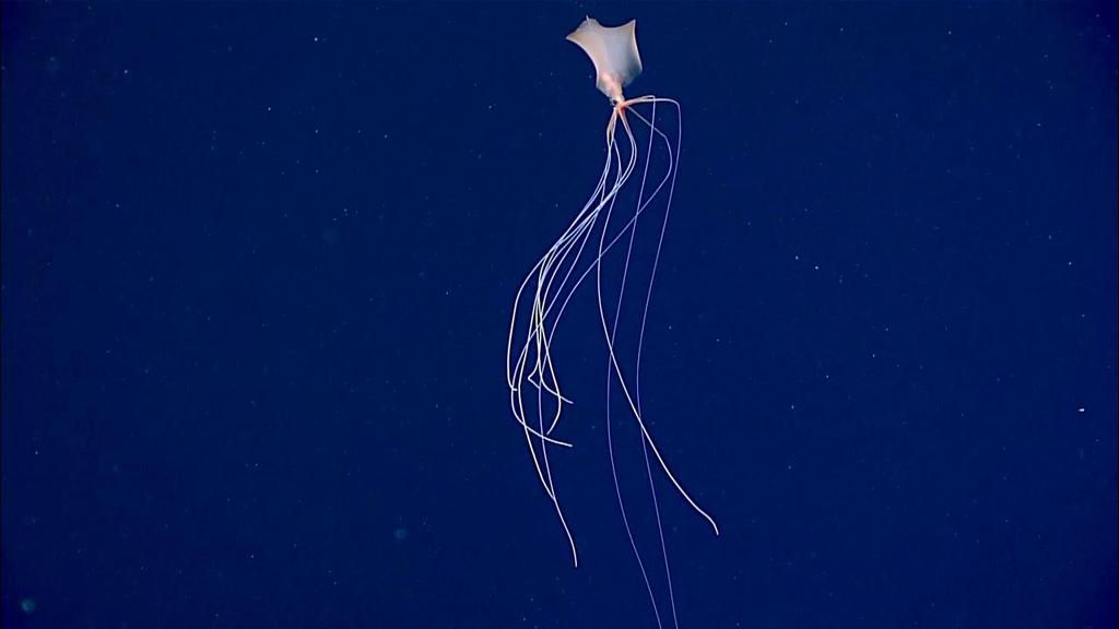 Bigfin squid is an unusual specie [YouTube]