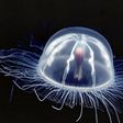 This graceful creature is called the immotal jellyfish [NatGeo]