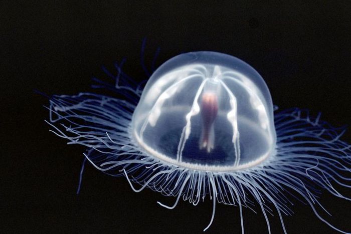 This graceful creature is called the immotal jellyfish [NatGeo]