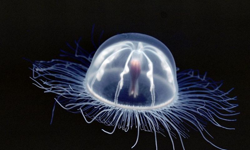 This graceful creature is called the immotal jellyfish [NatGeo]