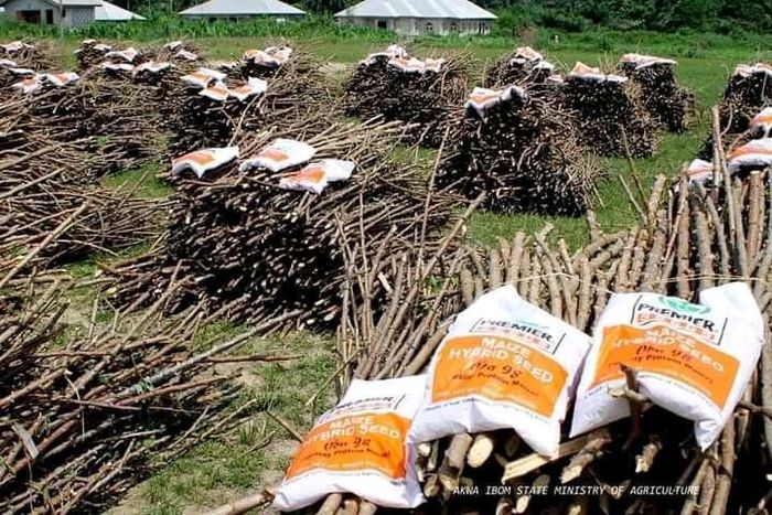 Akwa Ibom govt. distributes farm inputs to secondary schools (Clintondaily)