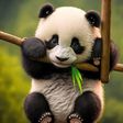 Pandas are herbivores, but they attack humans too [Stock]
