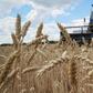 Grains from Ukraine