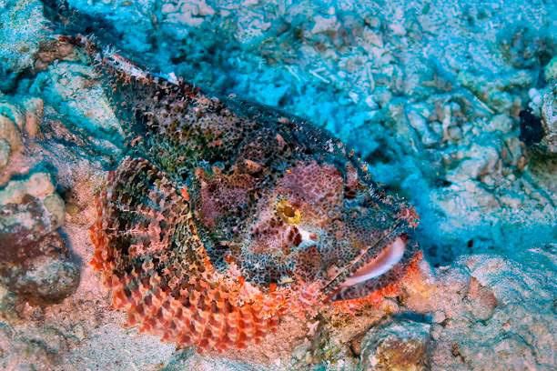 Stonefish [istock]
