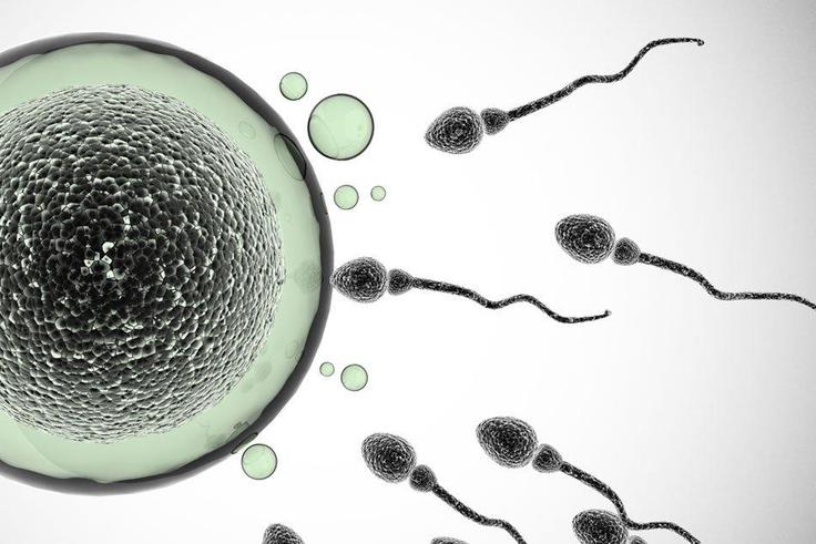 expiration date sperm