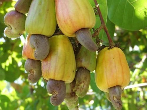 Raw cashew (Indiamart)