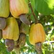 Raw cashew (Indiamart)