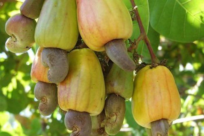 Raw cashew (Indiamart)