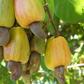 Raw cashew (Indiamart)