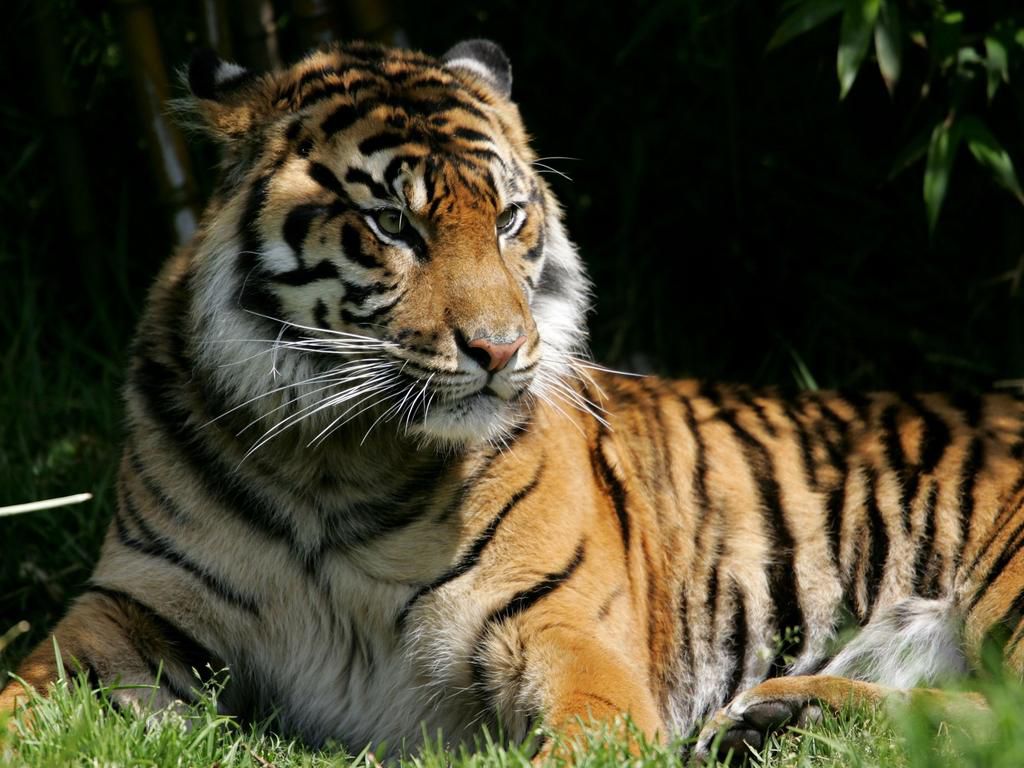 tiger