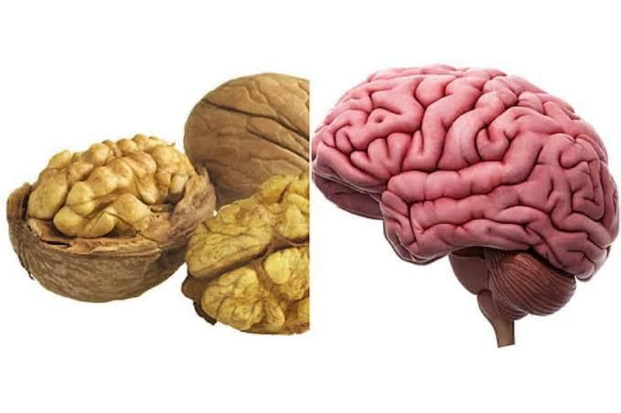 Walnuts - [Walnuts and Dried Fruits ]