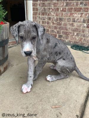 Zeus as a pup [TheTodayShow]