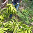She stole the plantain to feed her children [Youtube / Farmy Julie]