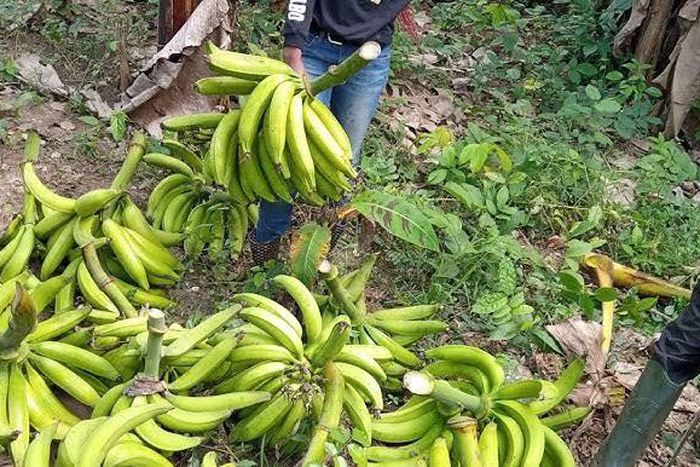 She stole the plantain to feed her children [Youtube / Farmy Julie]