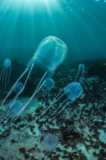 Box jellyfish [National Geographic]