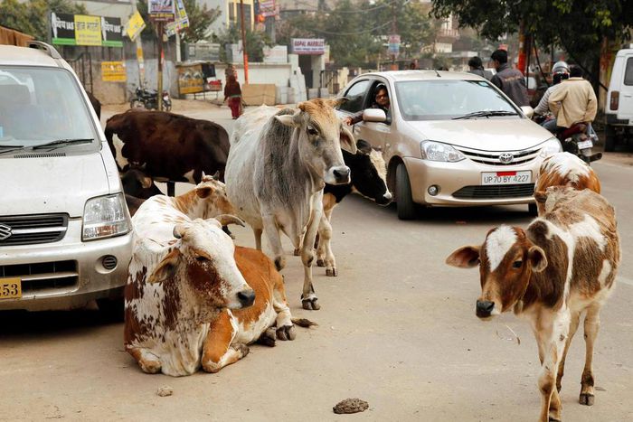 Stray cattle also cause car crashes. Between 2018 and 2022, in the Indian state of Haryana, more than 900 deaths were caused by cattle on roads.