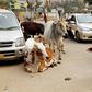 Stray cattle also cause car crashes. Between 2018 and 2022, in the Indian state of Haryana, more than 900 deaths were caused by cattle on roads.