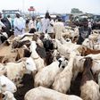 livestock market in Nigeria (International Business Times)