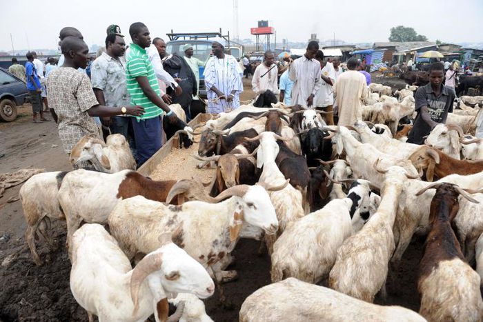 livestock market in Nigeria (International Business Times)