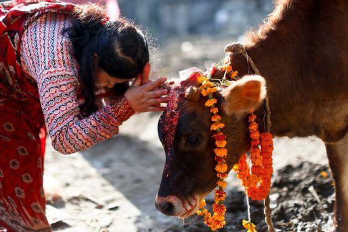 Cows are considered sacred in India [Pinterest]