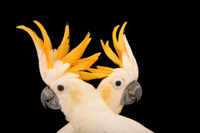 Some of these birds have higher IQ levels than apes [NatGeo]