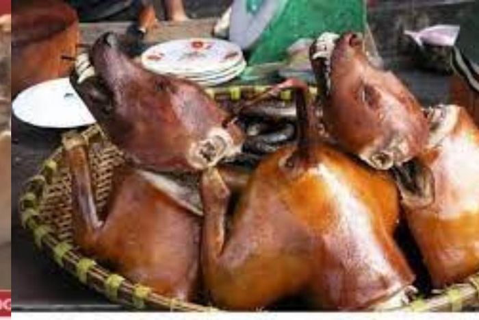 South Korea's new law bans slaughter and sale of dog meat, but eating is legal